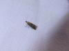 Glyphipterix thrasonella